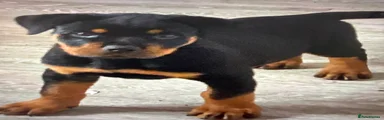 Orange boy
