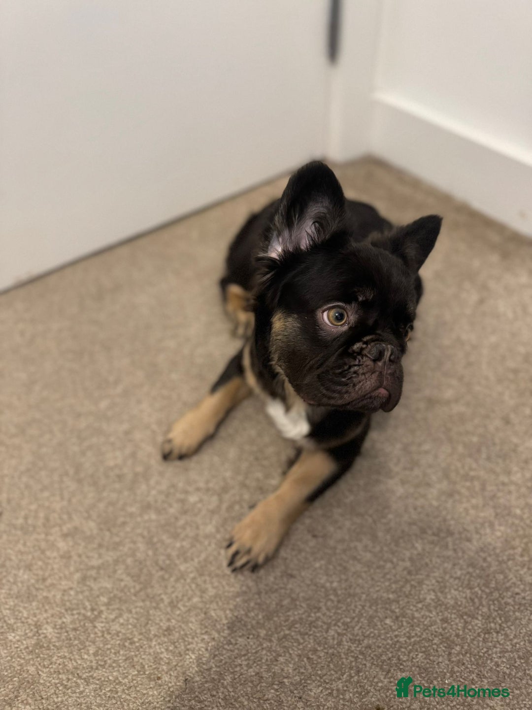 French Bulldog dogs for sale: Lovely, Affectionate Fluffy French Bulldog  - Advert 2