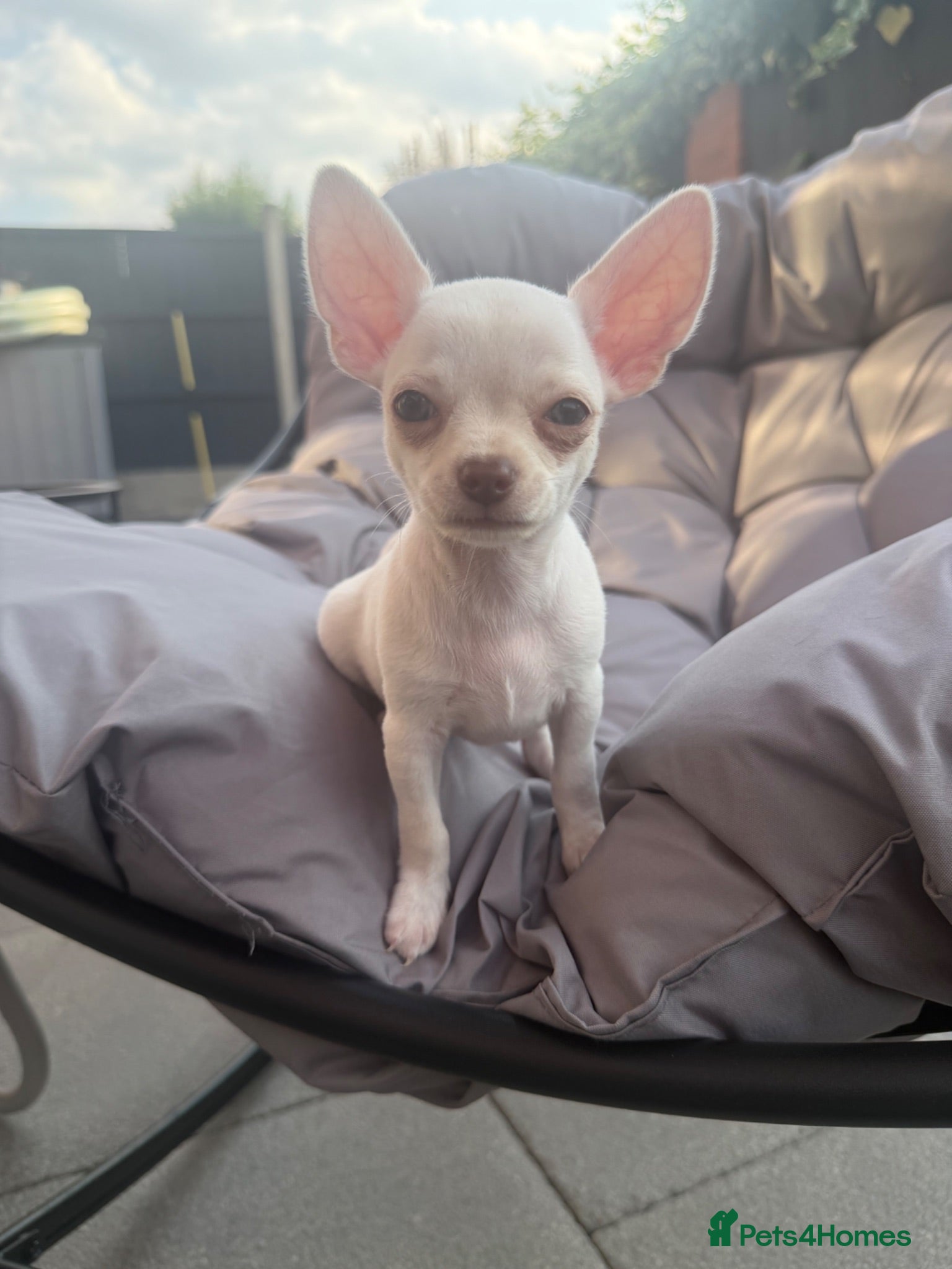 Chihuahua dogs 1 gorgeous girl Chihuahua pup left ready now!!! - Advert 16