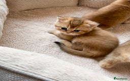 British Shorthair cats for sale: GCCF reg Golden BSH kittens - Advert 7