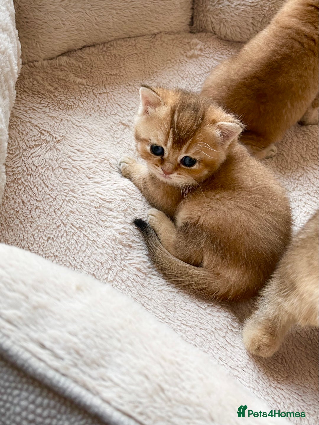 British Shorthair cats for sale: GCCF reg Golden BSH kittens - Advert 7