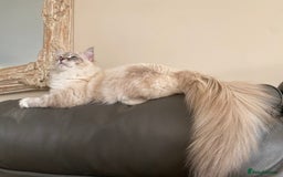 Ragdoll cats for sale: Blue Lynx TICA boy  - Image 18