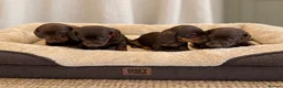 Miniature Dachshund dogs for sale: Miniature Smooth-Haired Dachshund Puppies Puppies in Oxford - Advert 13