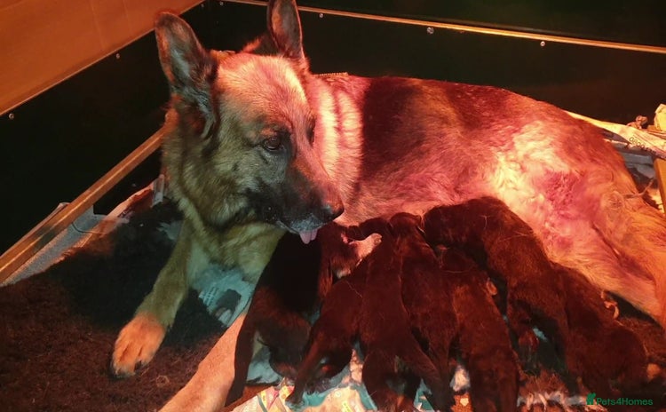 German Shepherd dogs Beautiful puppies from top bloodlines  - Advert 2