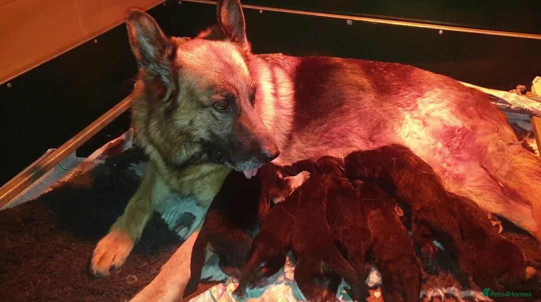 German Shepherd dogs for sale: Beautiful puppies from top bloodlines  - Advert 1