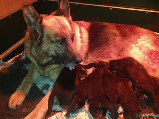 German Shepherd dogs Beautiful puppies from top bloodlines - Advert 16