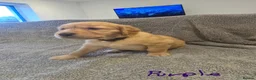 Golden Retriever dogs for sale: Puppies  - Advert 3