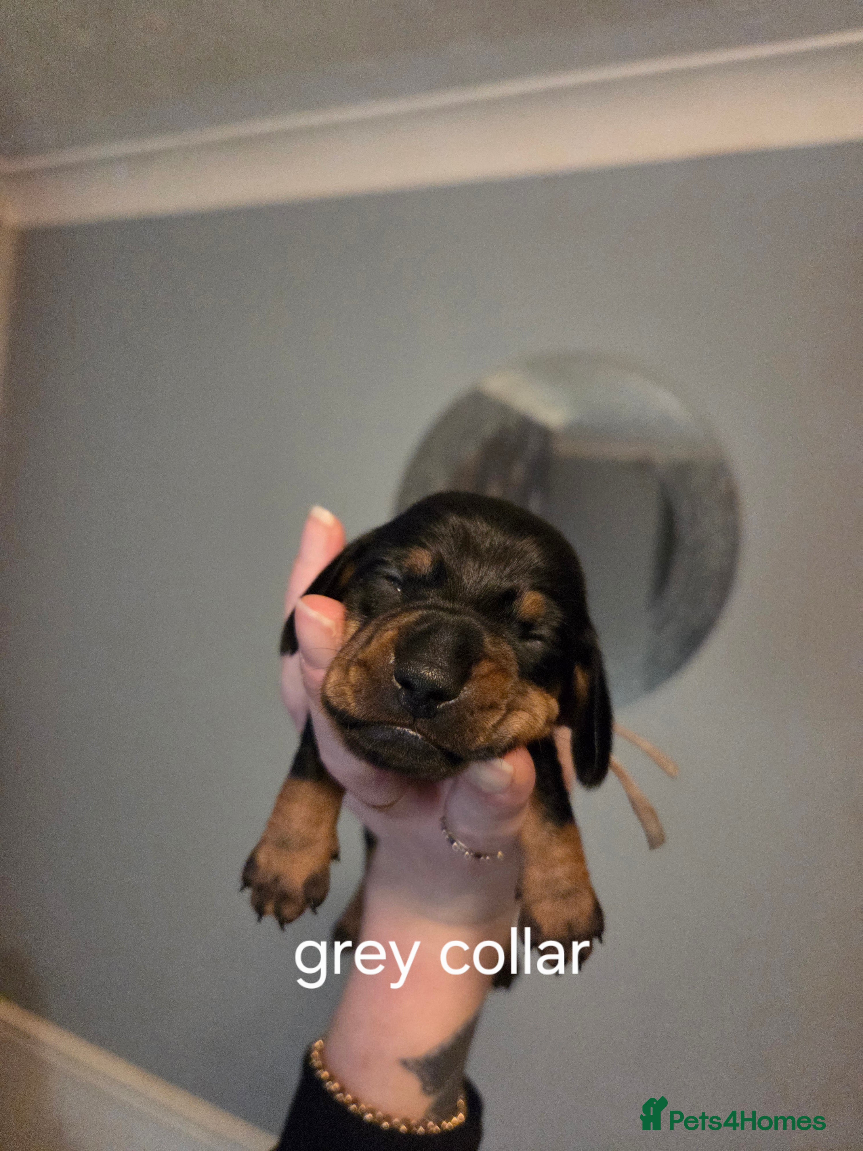 Miniature Dachshund dogs 5 miniature dachshund for sale - Advert 15