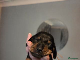 Miniature Dachshund dogs Only 4 beautiful miniature dachshund puppies - Advert 16