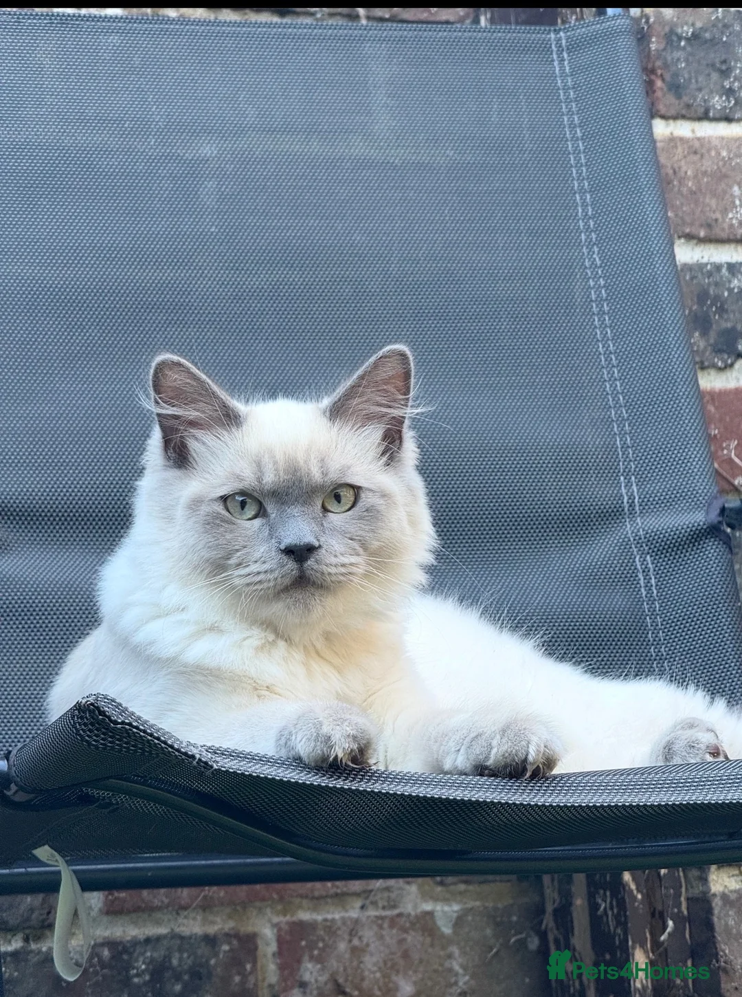 Scottish Fold cats for sale: Rio is lovely  & Ready for New Home - Advert 6