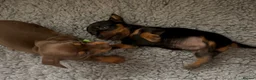 Miniature Dachshund dogs for sale: Miniature dachshund puppies  - Advert 5