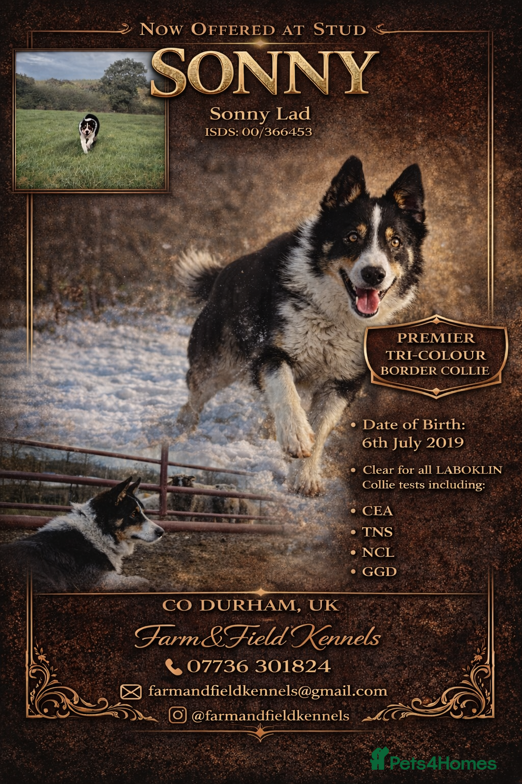 Border Collie dogs ISDS & KC, well proven, health tested clear stud - Advert 6