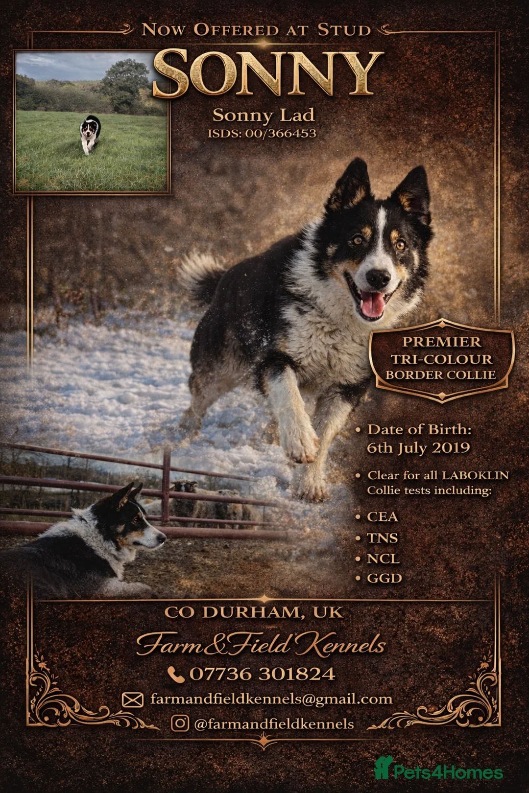 Border Collie dogs for stud: ISDS & KC, well proven, health tested clear stud - Advert 1