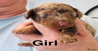 Cockapoo dogs - Advert 10