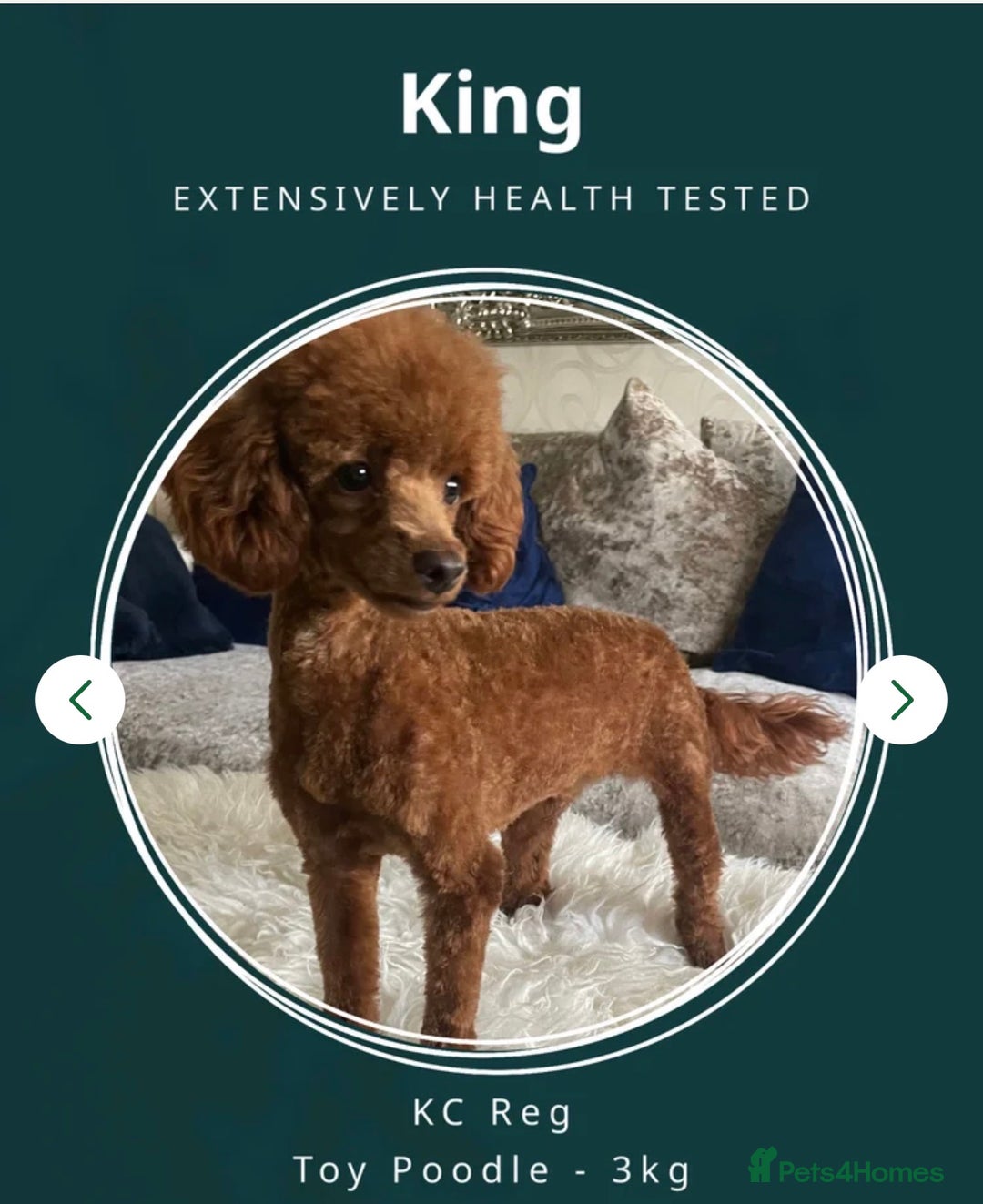 Toy Poodle dogs for sale: Stunning Deep Red Toy poodle puppies  - Advert 12