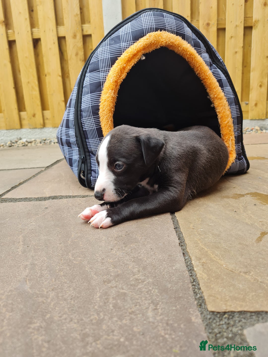 Whippet dogs for sale: Pure bred whippet puppies - Image 5