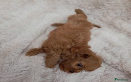 Cavapoo dogs for sale: Beautiful F1 Cavapoo Pups  - Image 14