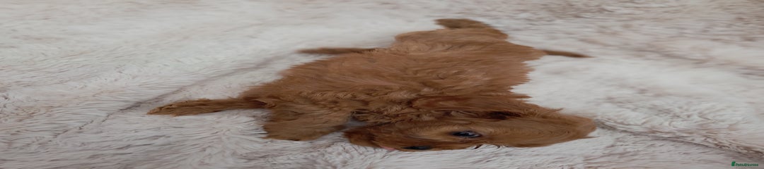 Cavapoo Puppy 5