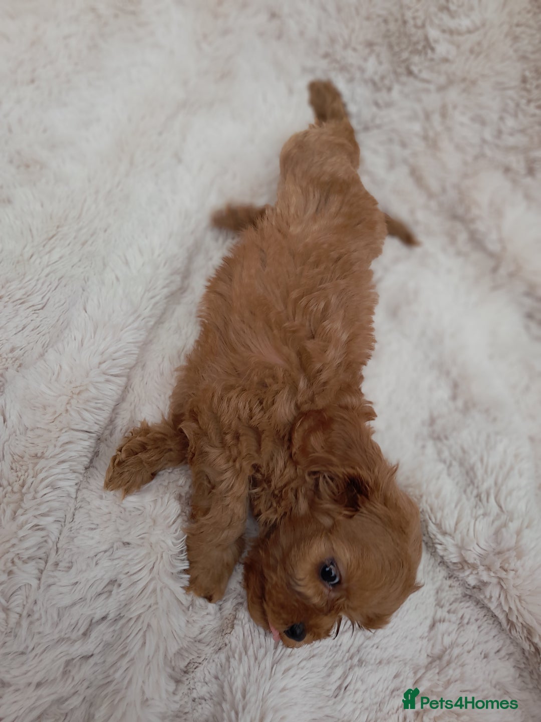 Cavapoo dogs for sale: Beautiful F1 Cavapoo Pups  - Image 14