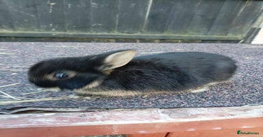 Netherland Dwarf rabbits - Advert 5