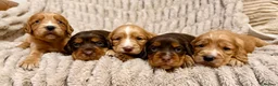 Cocker Spaniel dogs for sale: TOP CLASS KC COCKER SPANIELS  - Advert 7