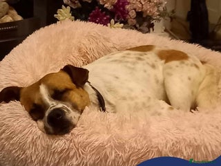 Mixed Breed dogs in Maidstone - Advert 20