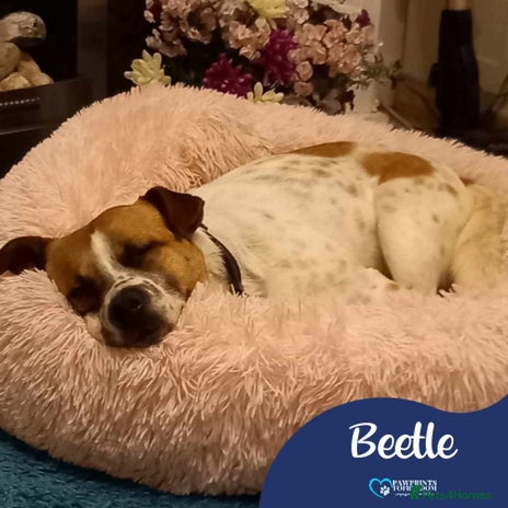 Mixed Breed dogs Meet Beetle, currently residing in Kent in Maidstone - Advert 18