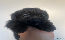 Cockapoo dogs for sale: Adorable cockapoo cross reduced last 2  - Image 14