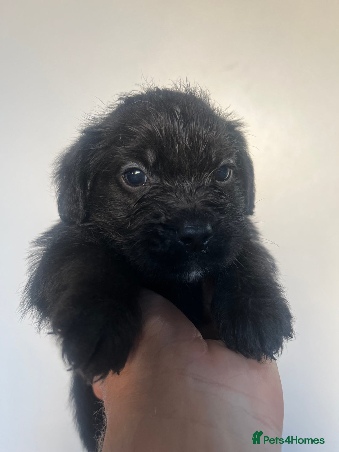 Cockapoo dogs for sale: Adorable cockapoo cross reduced last 2  - Image 14