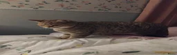 British Shorthair cats for sale: Tiger- Golden spotted tabby  - Advert 4