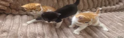 Domestic Shorthair cats for sale: Ginger females & tuxedo male - Advert 10