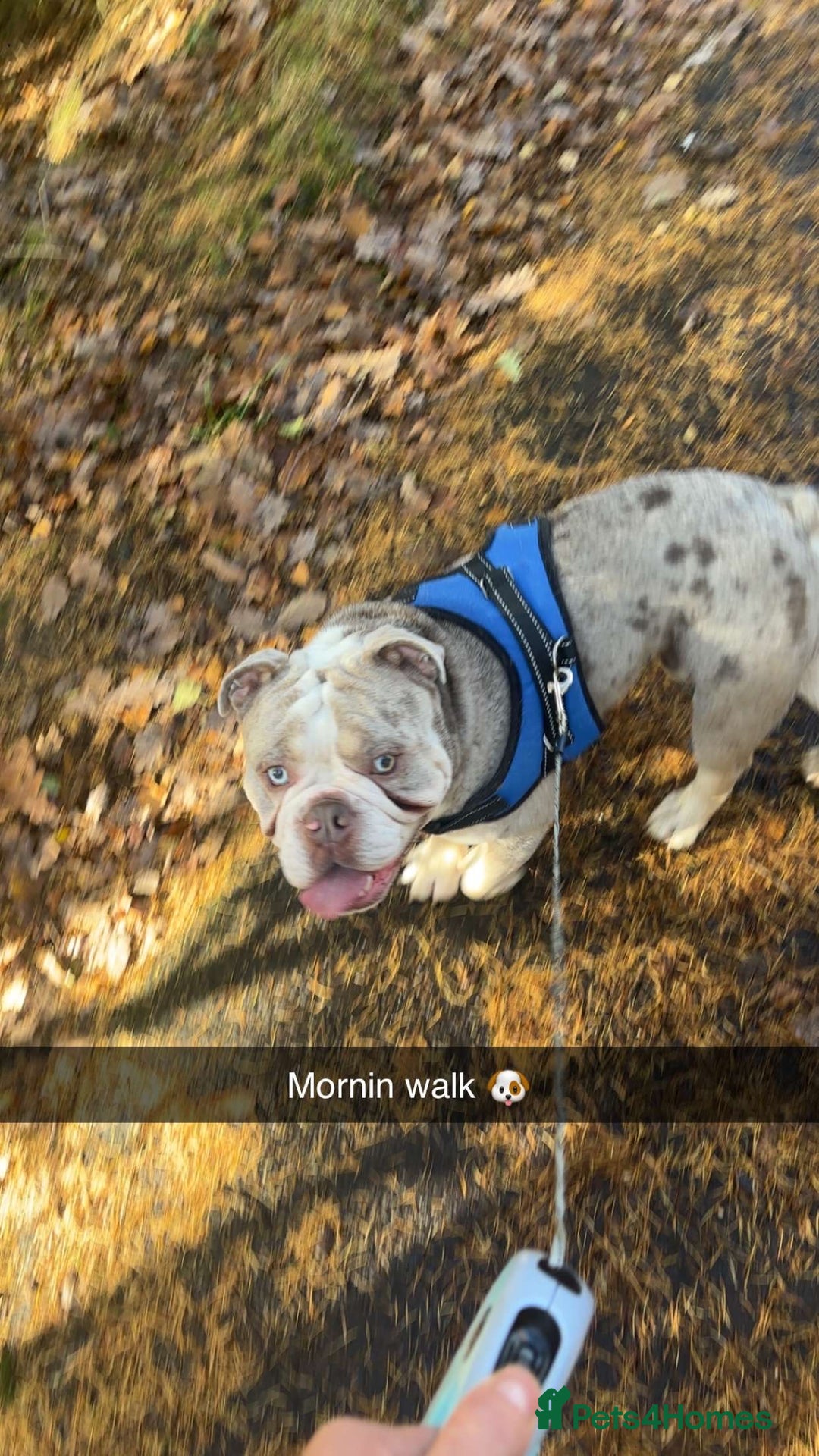 English Bulldog dogs for stud: Spud LILAC MERLER  - Advert 7