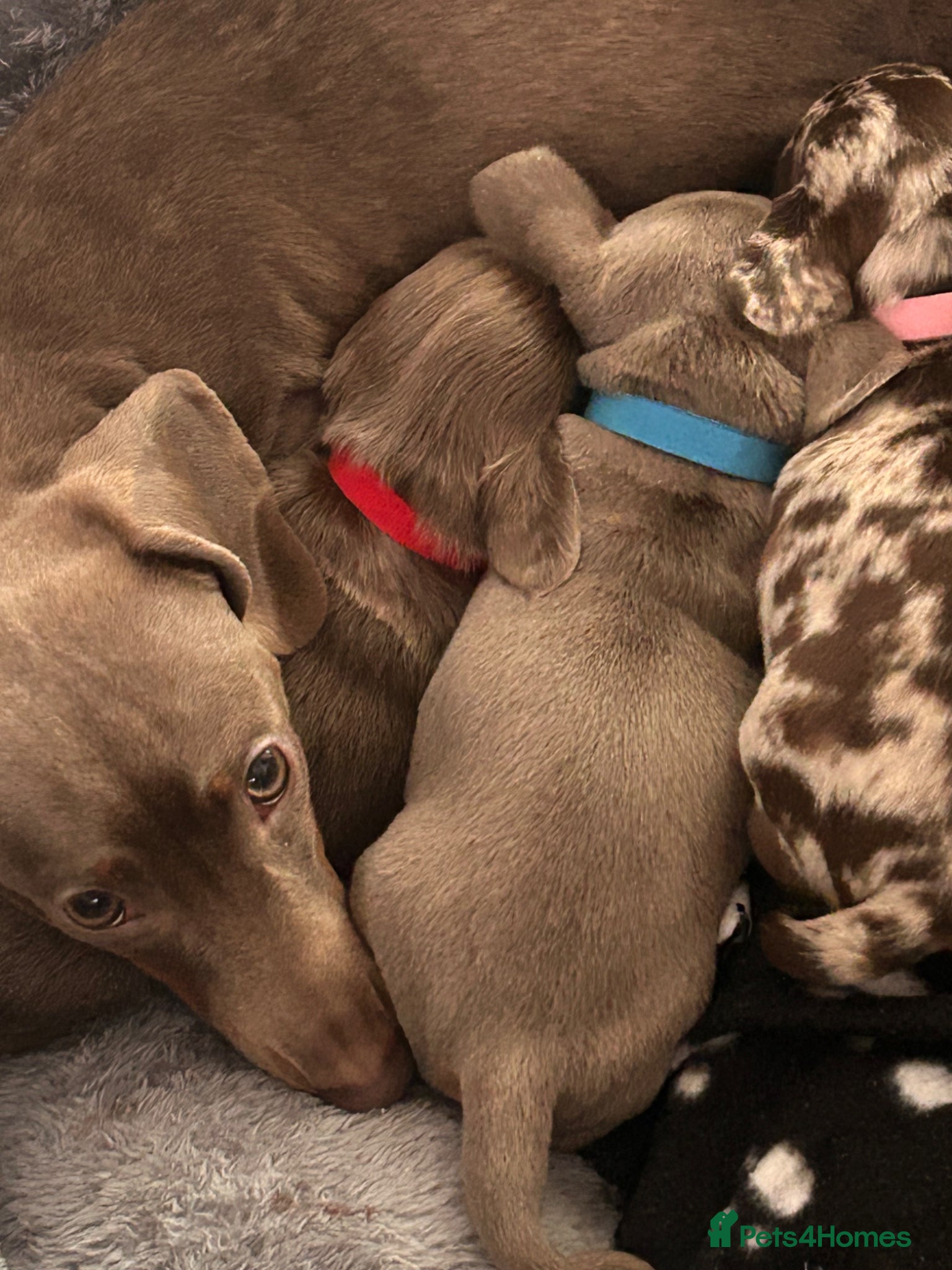 Miniature Dachshund dogs Beautiful Mini Dachshund Puppies  - Advert 3