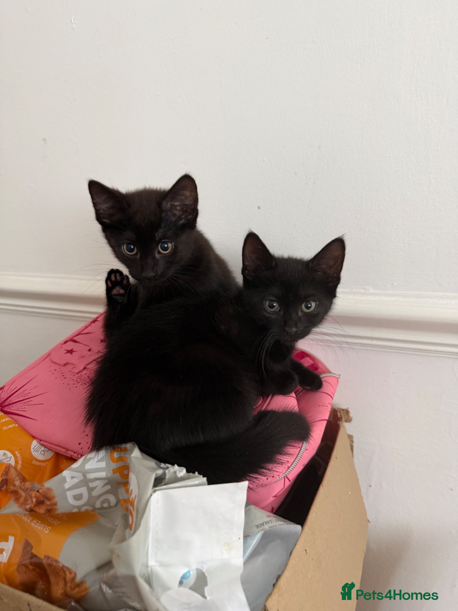 Domestic Shorthair cats Brother & Sister Kittens Looking for a Loving Home - Advert 3