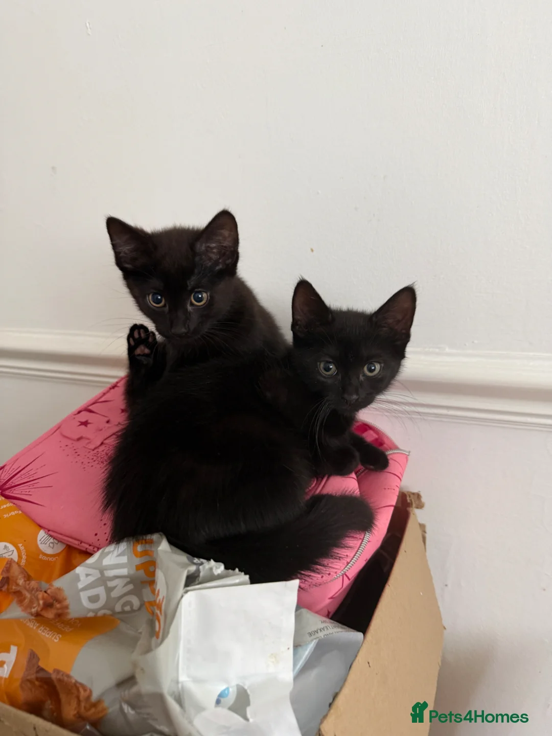 Domestic Shorthair cats for sale: Brother & Sister Kittens Looking for a Loving Home - Advert 1