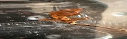 Gecko reptiles for sale: Crested Geckos in Immingham - Advert 5