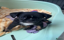 Mixed Breed dogs for sale: Brussels griffon x French bulldog  - Image 1