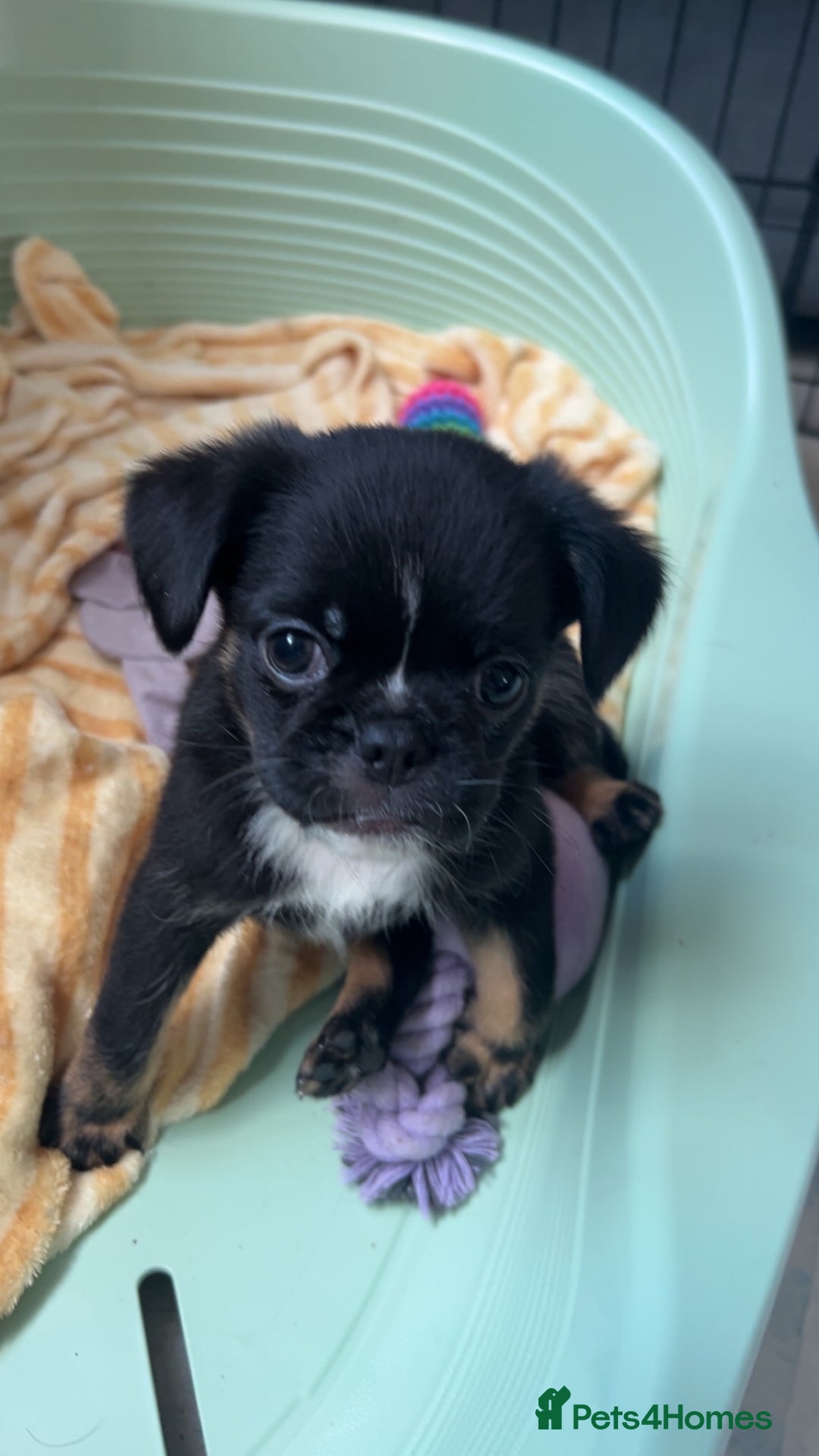 Mixed Breed dogs for sale: Brussels griffon x French bulldog  - Image 1