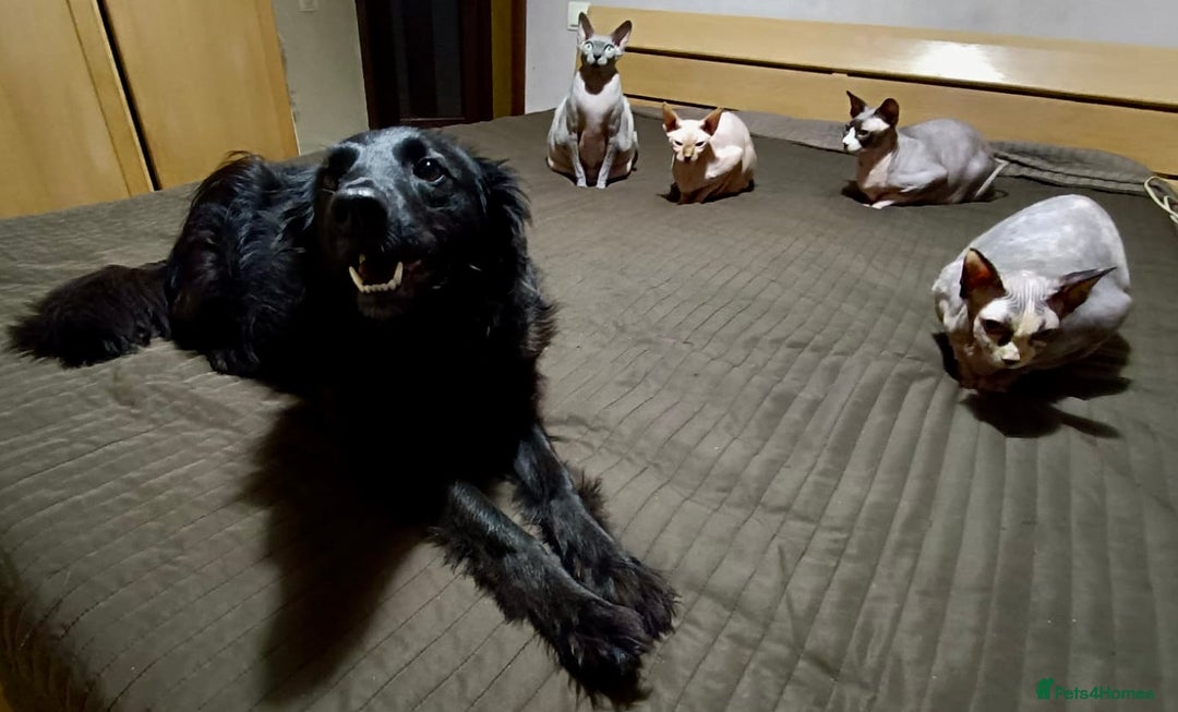 Border Collie dogs for adoption:  SOFIA – Female Border Collie - Advert 7