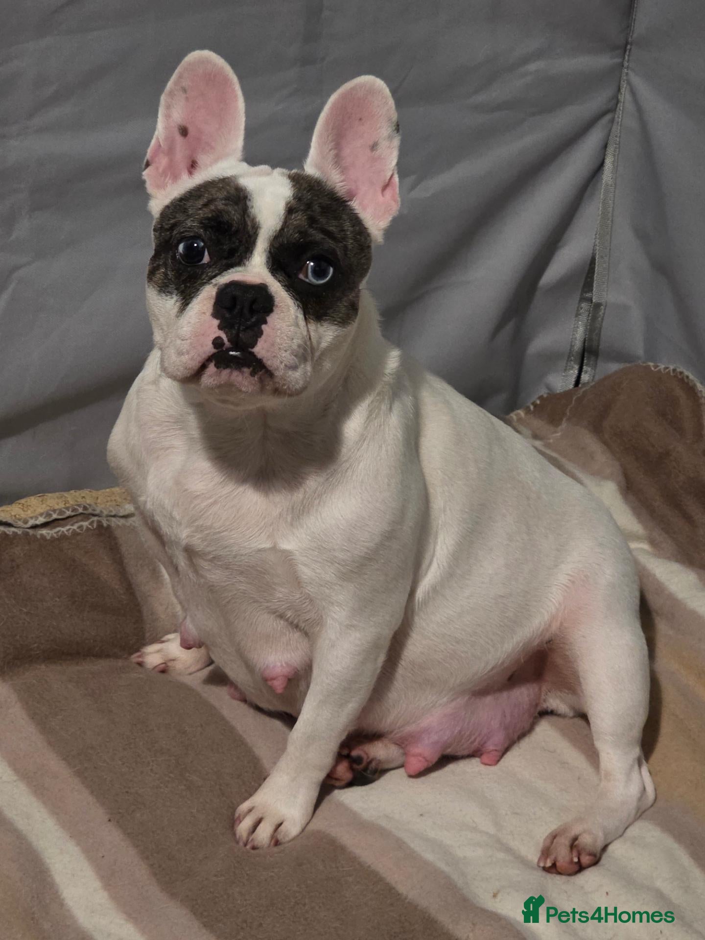 French Bulldog dogs  kc registed french bulldog pups  - Advert 5