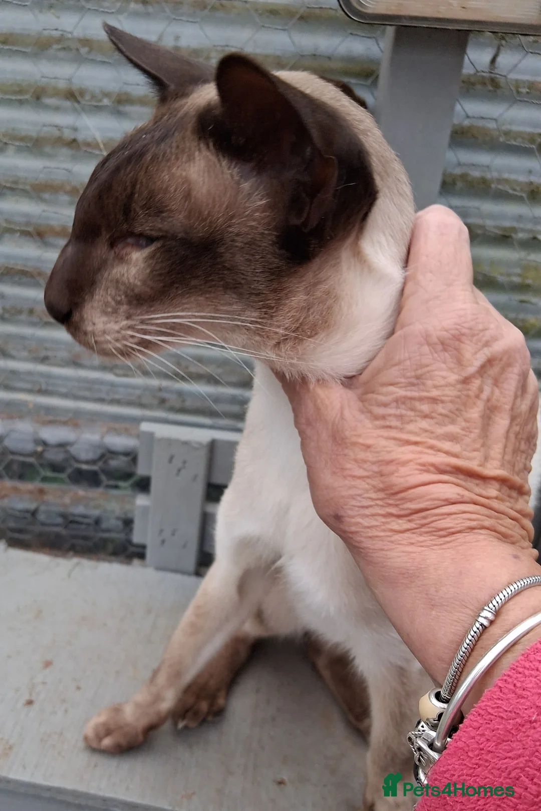 Siamese cats for stud: AT STUD CHOCOLATE POINT SIAMESE (PRA negative) - Advert 1