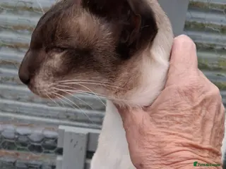 Siamese cats AT STUD CHOCOLATE POINT SIAMESE (PRA negative) - Advert 16