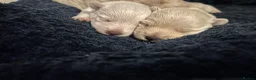 West Highland Terrier dogs for sale: Gorgeous West Highland White Pups ONE GIRL LEFT - Advert 21