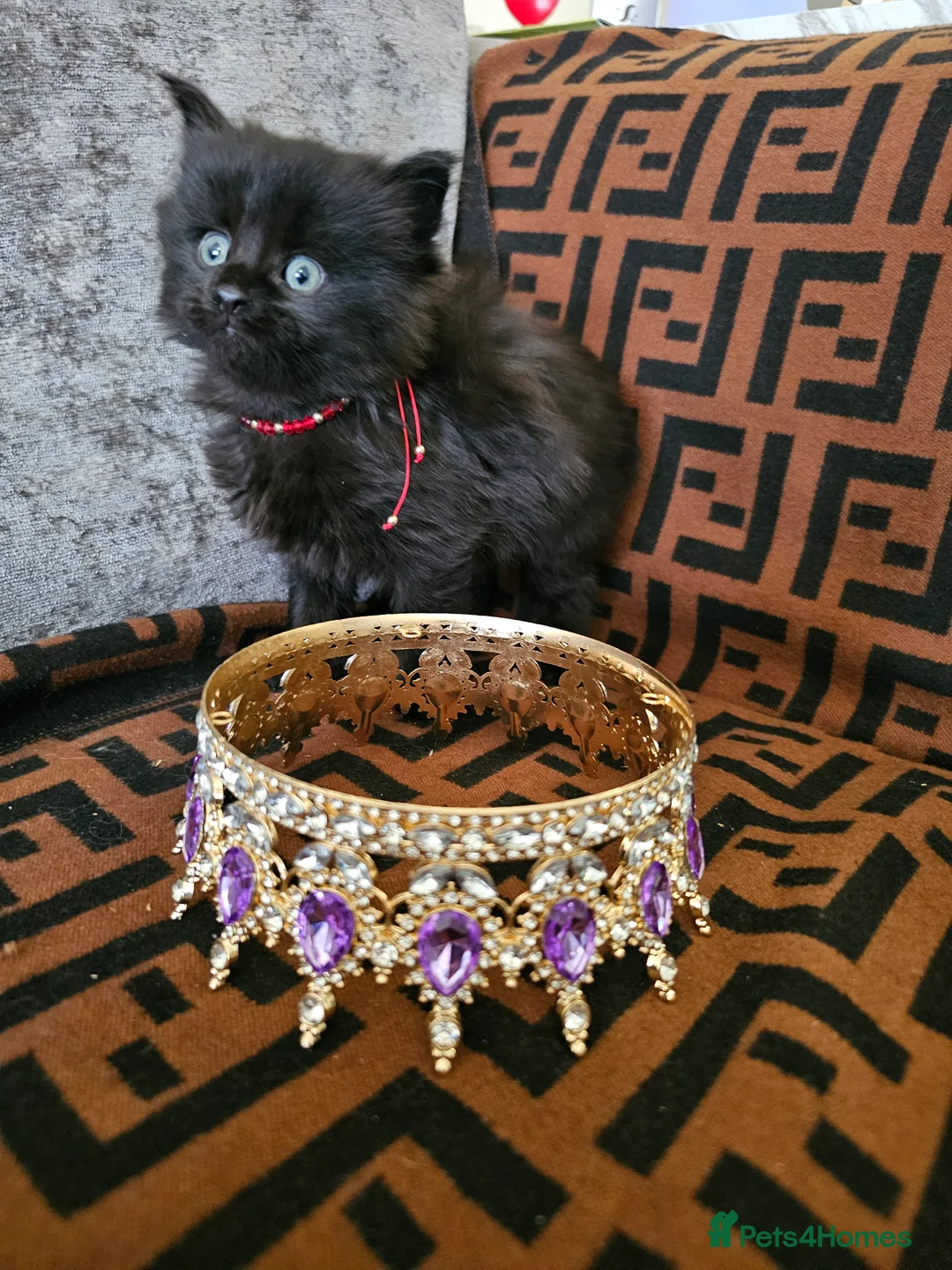 Maine Coon cats for sale: Maine Coon Kittens – Ready After 28th February 🐾 - Advert 11