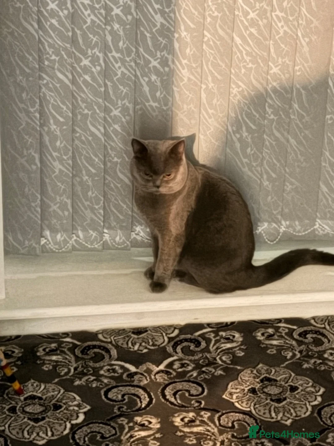 British Shorthair cats for stud: British shorthair male for stud  in Birmingham - Advert 5