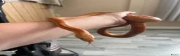 Corn Snake reptiles for sale: Male corn snake and set up for sale  - Advert 6