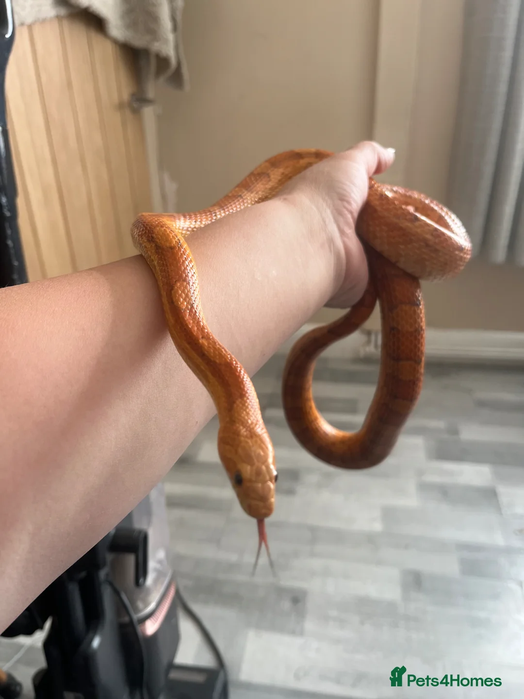 Corn Snake reptiles for sale: Male corn snake and set up for sale  - Advert 6