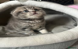 Scottish Fold cats for sale: Pure breed SCOTTISH FOLD - Image 18