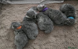 Persian cats for sale: Persians  - Image 10