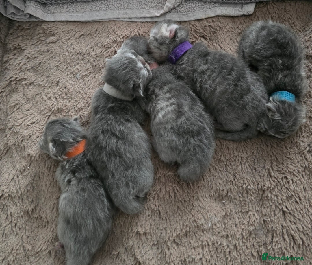 Persian cats for sale: Persians  - Image 10
